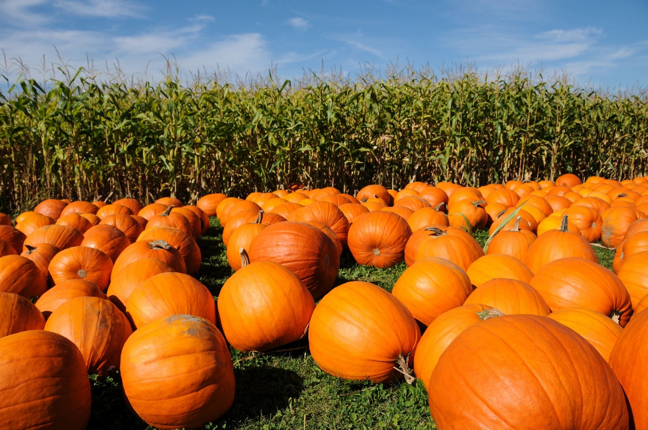 A field of pumpkins in front of a corn field.